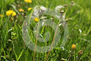 Morning landscape,Â White dandelion with green background, nature green backgound